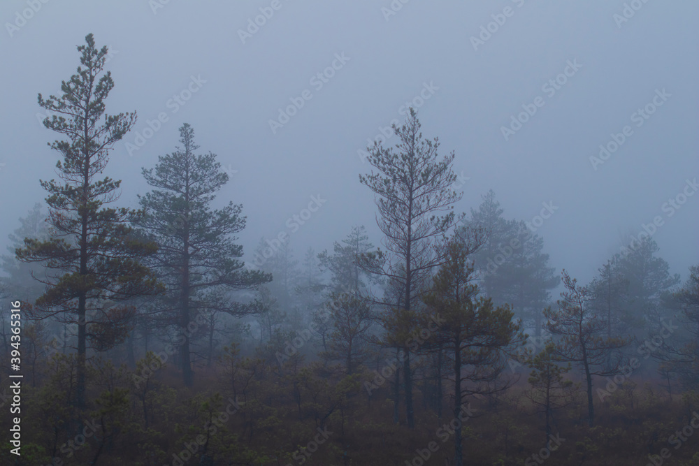 Nature background of fog in night forest creating dark shadows with copy space Nature background of fog in night forest creating dark shadows with copy space
