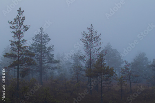 Nature background of fog in night forest creating dark shadows with copy space