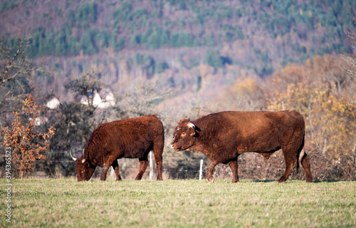Herd of cows in the field. Autumn meadow in the mountains. A bull next to a cow.