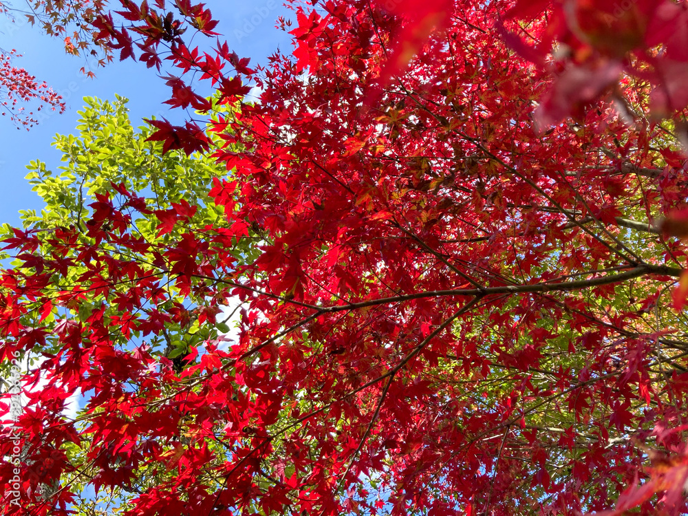 Contrast of autumn leaves and fresh green Contrast of autumn leaves and fresh green