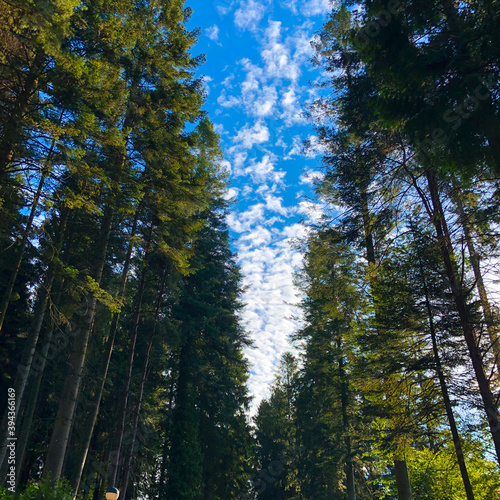 Trees in the forest.
