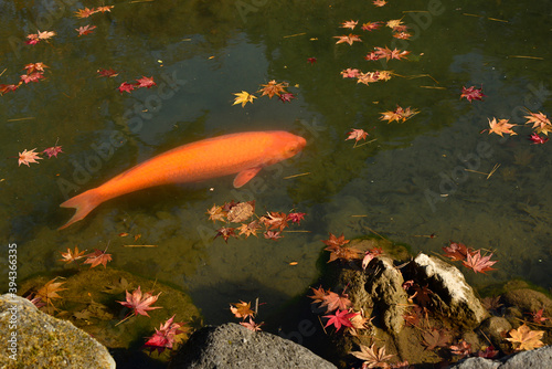 もみじの葉が舞い落ちた池で泳ぐ錦鯉