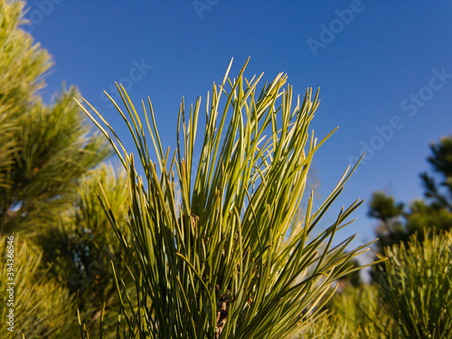 The tip of the crown of a young cedar with green long needles against the background of coniferous greenery and a bright blue sky on a sunny day.