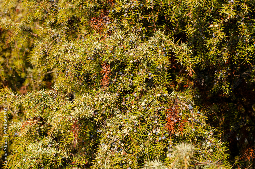 ripe and unripe berries at a juniper shrub
