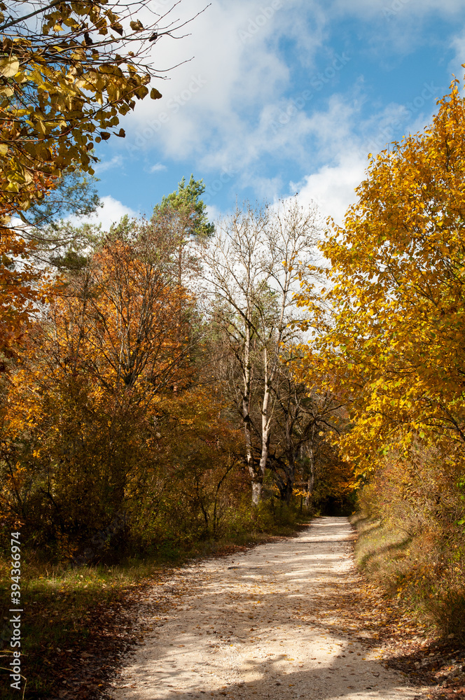 Fototapeta premium a forest in autumn leaf colors with a gravel path