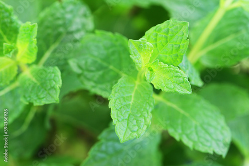 Fresh mint leaves, closeup 