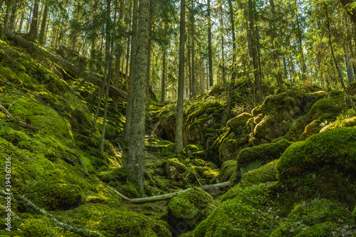 Fototapeta Wild grown forest up a moss covered mountainside in Sweden