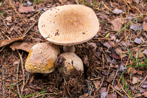 Mehrere Pilze auf Waldboden photo