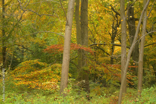 herbstwald photo