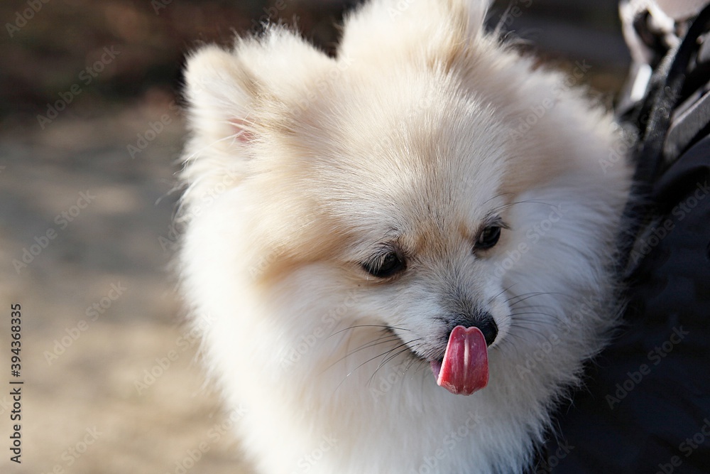 Obraz premium 한국의공원에서찍은강아지사진입니다