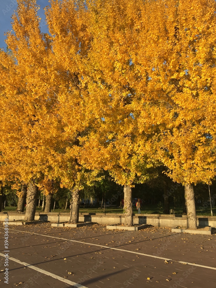 Naklejka premium autumn trees in the park