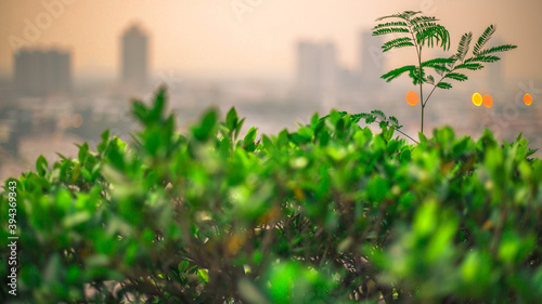 abstract background of the green leaves in the park with the blur of bokeh the light from the colorful shelter falling onto a kind of artistic beauty of nature
