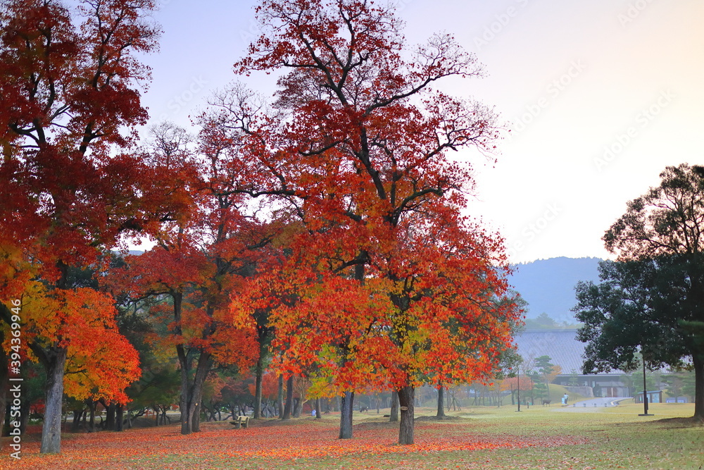 Naklejka premium 奈良公園 奈良 日本