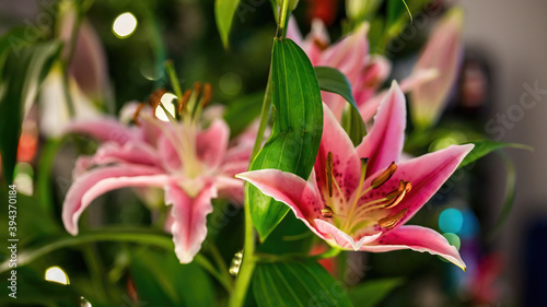 Beautiful lilies blooming at home.