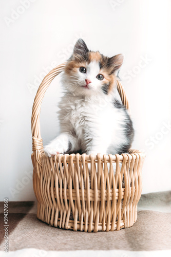 red-white-black kitten sits comfortably in a basket on a blanket © Ольга Альперович