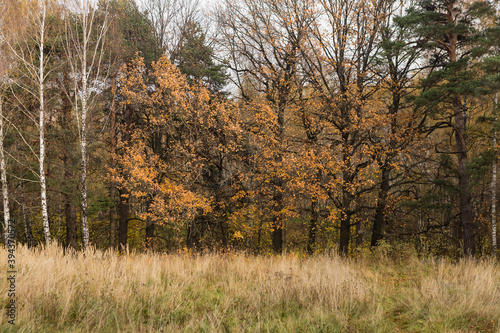 Colors of  autumn  in the wood