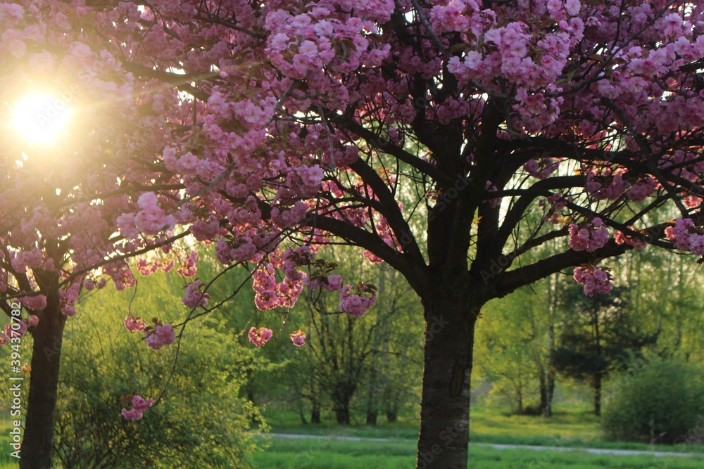 Naklejka premium spring in the park