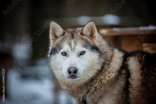 siberian husky in the snow