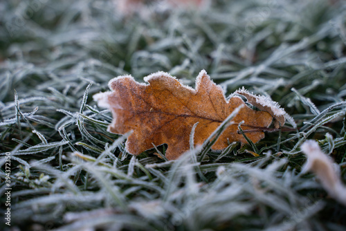 dew covered leaf