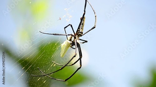 golden silk orb weaver spider