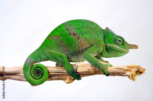 Fischer's chameleon // Fischers Chamäleon (Kinyongia fischeri) photo