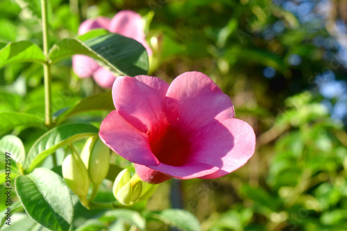 Allamanda cathartica  beautiful pink flower blooming in the morning with green leaves blurred background