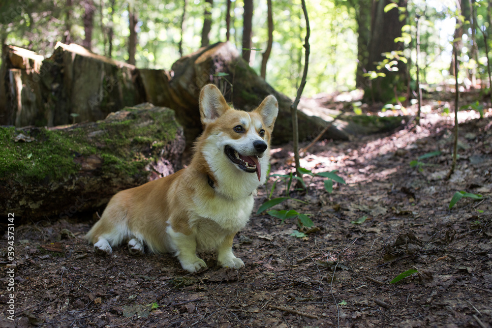 Corgi in the mountain forest