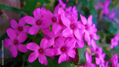 Purple flowers. 