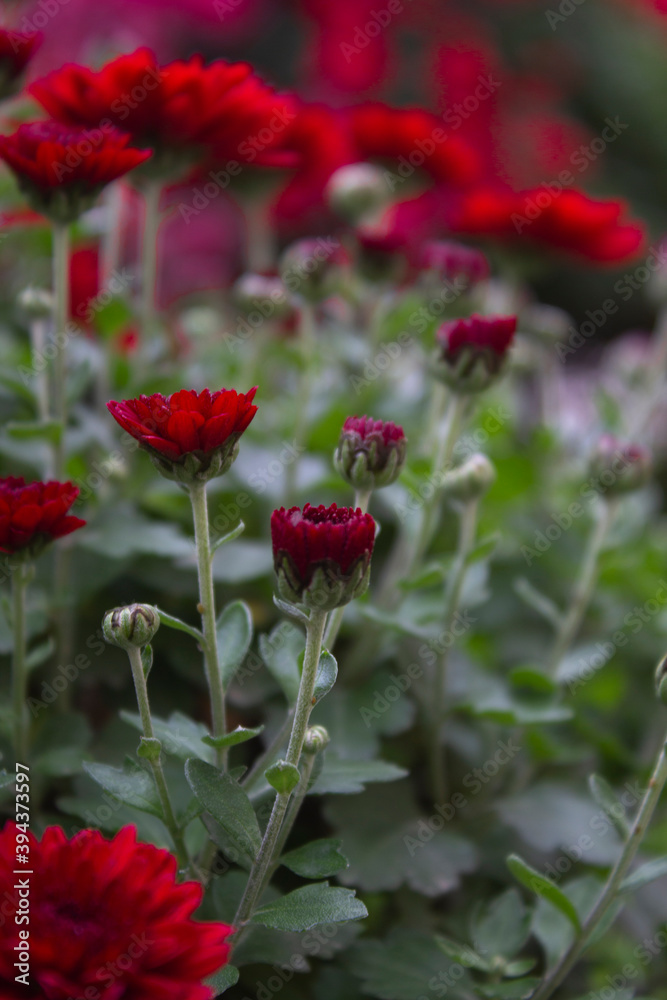 red flowers