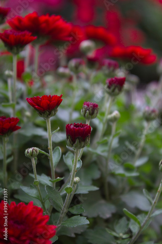 red flowers