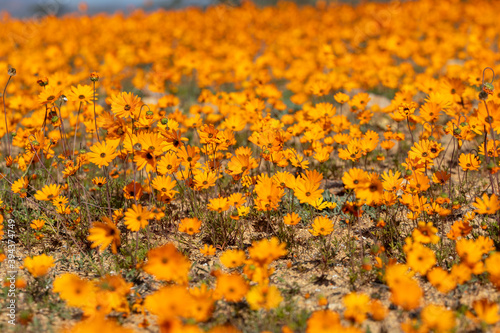 field of namaqualand daisies