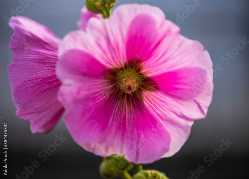 close up of pink flower