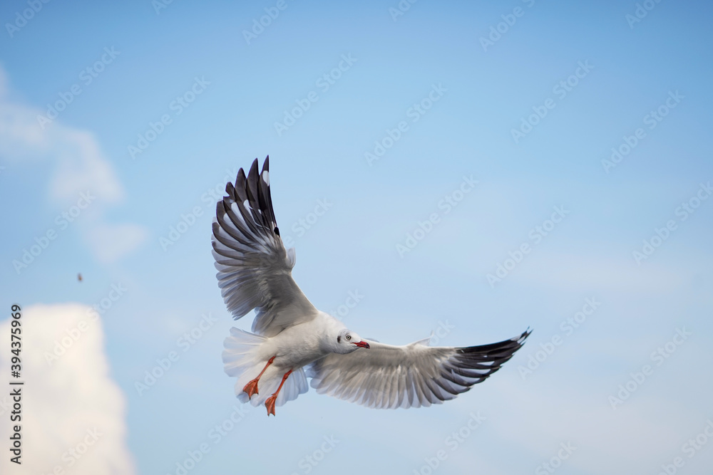 Seagull flying in action blue sky evacuate Seagull flying in action blue sky evacuate