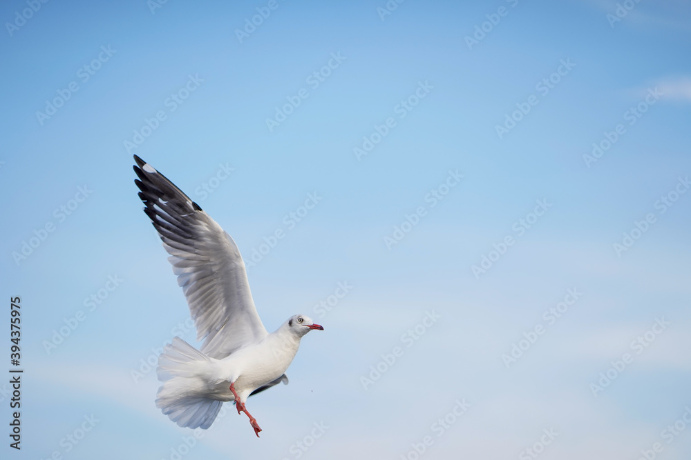 Seagull flying in action blue sky evacuate Seagull flying in action blue sky evacuate