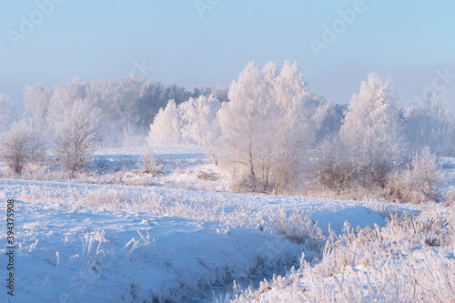 Hoarfrost weather at winter. Snowy trees on frozen meadow. Frost and snow in scenic winter nature landscape © dzmitrock87