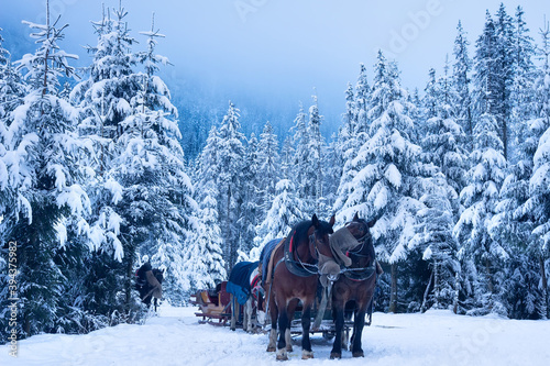 Horses in winter forest. Christmas time. Winter background.