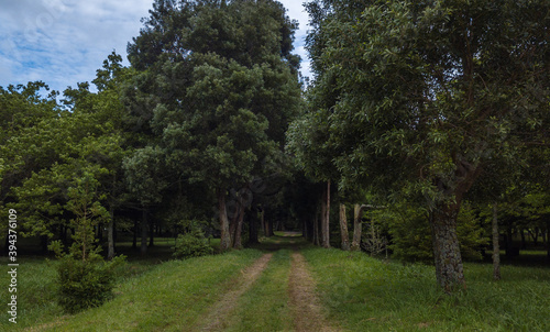 Path on the Grass with Small Trees on Both Sides, on the rural Landscape of Furnas Lake - Furnas Lagoon - São Miguel Island in the Azores