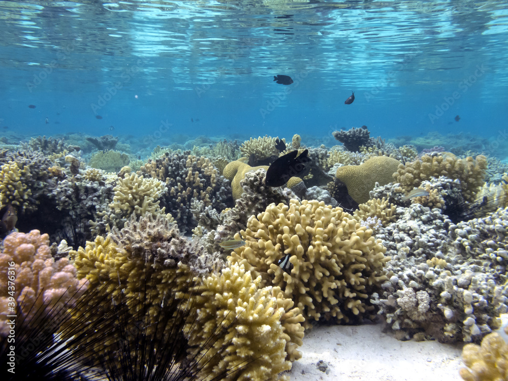 Fototapeta premium Underwater coral reef background and sea urchin