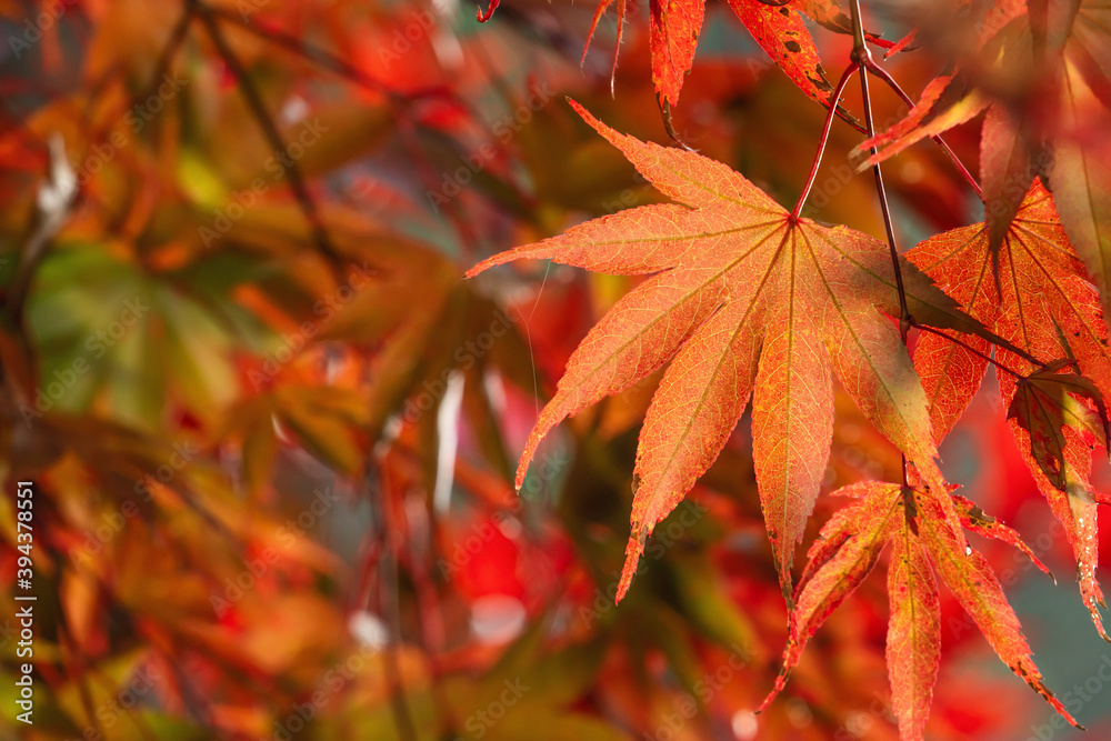 Close up of beautiful maple leaves isolated on bokeh blurry background in autumn season. Close up of beautiful maple leaves isolated on bokeh blurry background in autumn season.
