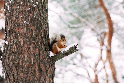 Squirrel in the winter forest © elenavah