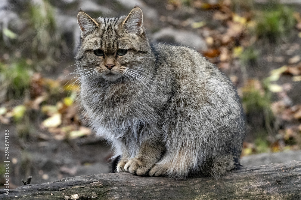 European wild cat, Felis s. Silvestris, sitting on a trunk and napping European wild cat, Felis s. Silvestris, sitting on a trunk and napping