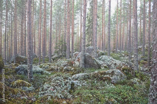 A hiking trail in a forest between the villages of Dala Floda and Björbo in Dalarna,Sweden. photo