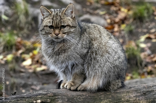Wallpaper Mural European wild cat, Felis s. Silvestris, sitting on a trunk and napping Torontodigital.ca