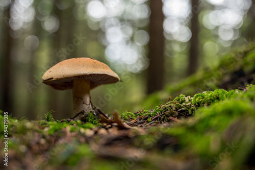 Beautiful brown mushroom groing from moss covered forest floor.