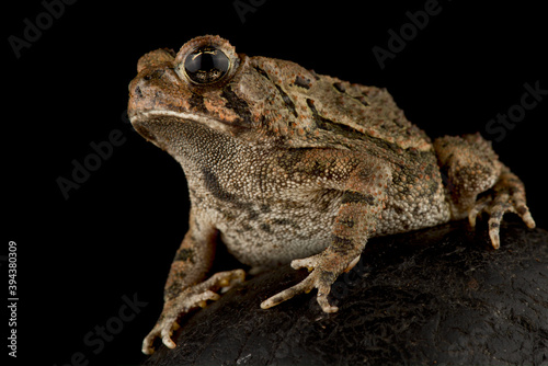 The Southern toad (Anaxyrus terrestris) photo