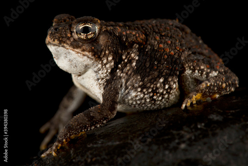 Oak toad  Anaxyrus quercicus 