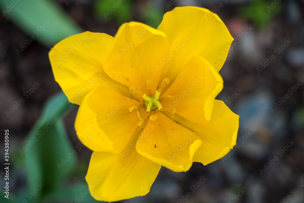 beautiful yellow tulips in the garden beautiful yellow tulips in the garden