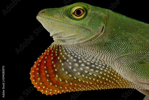 Neotropical green anole (Norops biporcatus) © mgkuijpers