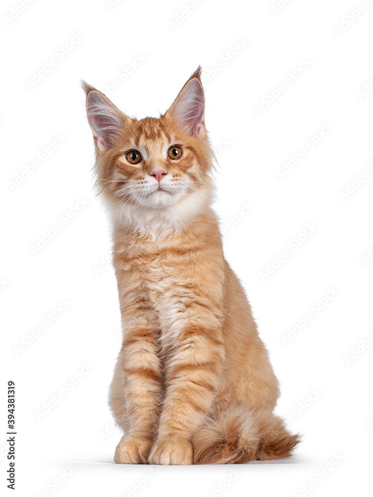 Handsome red (orange) Maine Coon cat kitten, sitting facing front. Looking towards camera with cute head tilt. Isolated on white background.