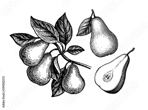 Ink sketch of pear.